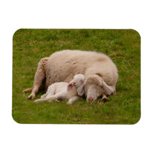Cutest Baby Animals Smiling Sleeping Lamb Magnet