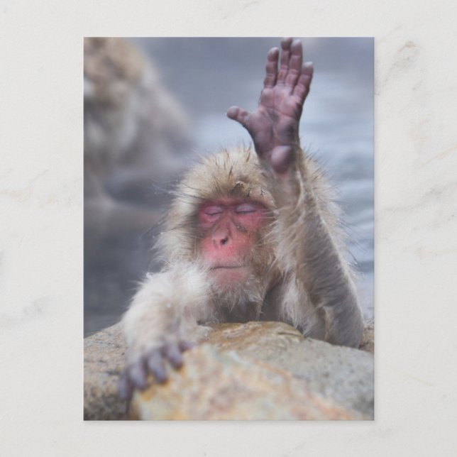 Cutest Baby Animals | Snow Monkey Face Postcard (Front)