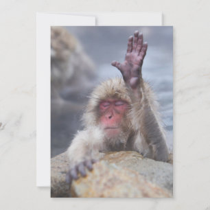 Cutest Baby Animals Snow Monkey Face Thank You Card