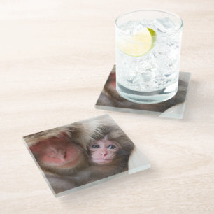 Cutest Baby Animals   Snow Monkey Glass Coaster