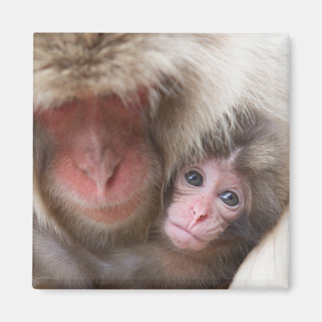 Cutest Baby Animals | Snow Monkey Magnet (Front)