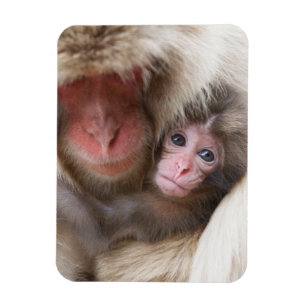 Cutest Baby Animals   Snow Monkey Magnet
