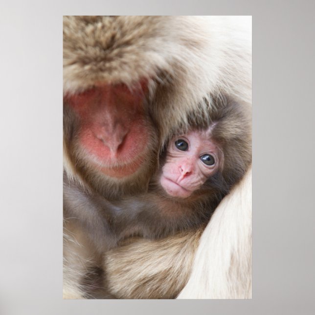 Cutest Baby Animals | Snow Monkey Poster (Front)