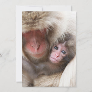 Cutest Baby Animals Snow Monkey Thank You Card