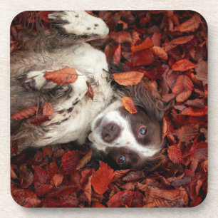 Cutest Baby Animals Spaniel in Autumn Leaves Coaster
