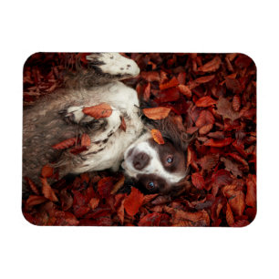 Cutest Baby Animals Spaniel in Autumn Leaves Magnet