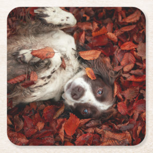 Cutest Baby Animals   Spaniel in Autumn Leaves Square Paper Coaster