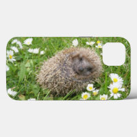 Cutest Baby Animals | Spanish Hedgehog
