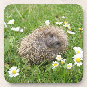 Cutest Baby Animals Spanish Hedgehog Coaster