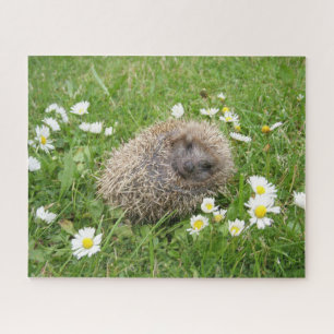 Cutest Baby Animals Spanish Hedgehog Jigsaw Puzzle