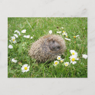 Cutest Baby Animals   Spanish Hedgehog Postcard