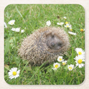 Cutest Baby Animals Spanish Hedgehog Square Paper Coaster