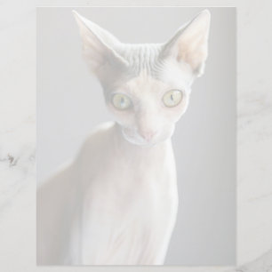 Cutest Baby Animals   Sphinx Cat