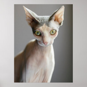 Cutest Baby Animals   Sphinx Cat Poster