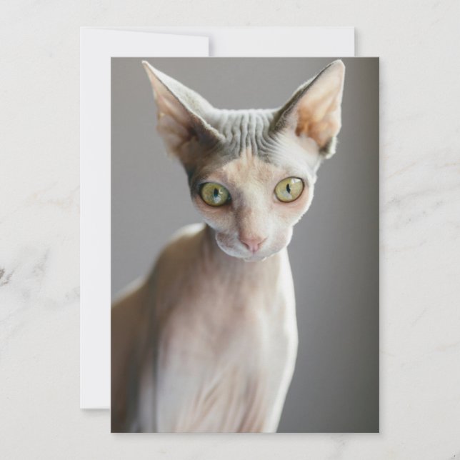 Cutest Baby Animals | Sphinx Cat Thank You Card (Front)