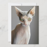 Cutest Baby Animals | Sphinx Cat