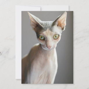 Cutest Baby Animals   Sphinx Cat Thank You Card
