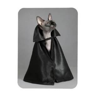 Cutest Baby Animals   Sphynx Hairless Cat Magnet