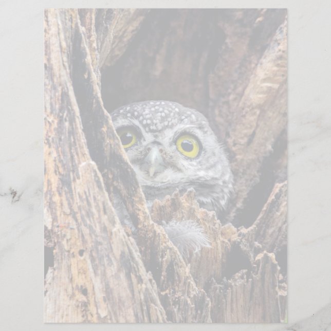 Cutest Baby Animals | Spotted Owlet (Front)