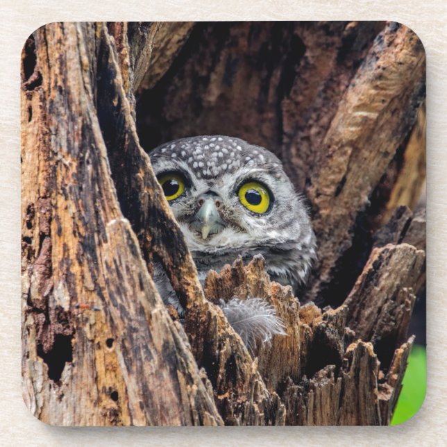 Cutest Baby Animals | Spotted Owlet Coaster (Front)