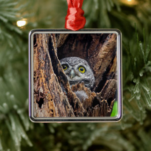 Cutest Baby Animals Spotted Owlet Metal Tree Decoration