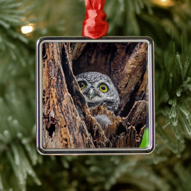Cutest Baby Animals | Spotted Owlet Metal Tree Decoration (Tree)