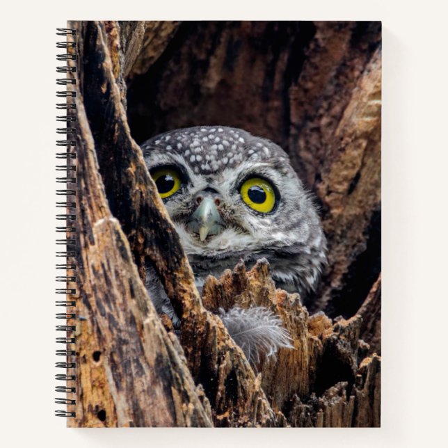 Cutest Baby Animals | Spotted Owlet Notebook (Front)