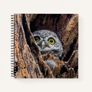 Cutest Baby Animals Spotted Owlet Notebook