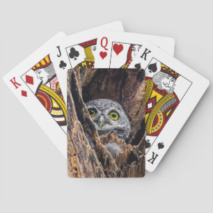 Cutest Baby Animals   Spotted Owlet Playing Cards