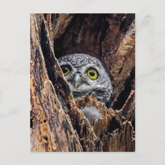 Cutest Baby Animals | Spotted Owlet Postcard (Front)