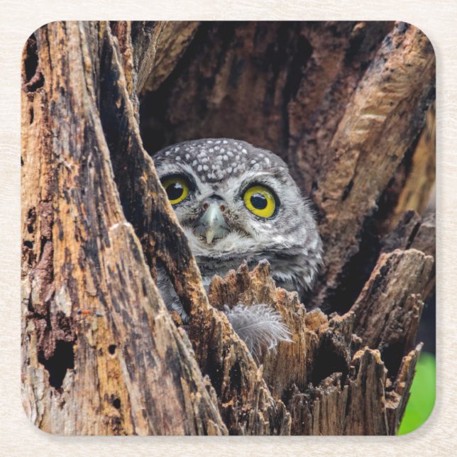 Cutest Baby Animals | Spotted Owlet Square Paper Coaster (Front)