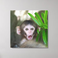 Cutest Baby Animals | Surprised Snow Monkey