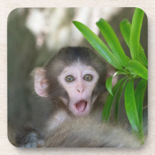Cutest Baby Animals Surprised Snow Monkey Coaster