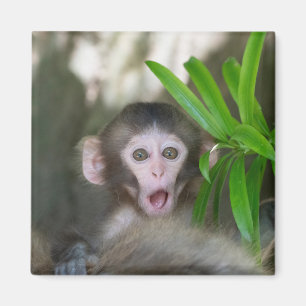 Cutest Baby Animals   Surprised Snow Monkey Magnet
