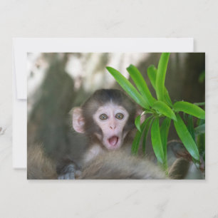 Cutest Baby Animals Surprised Snow Monkey Thank You Card