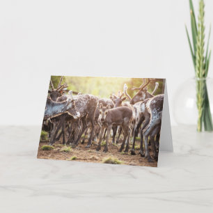 Cutest Baby Animals Svalbard Reindeer Card