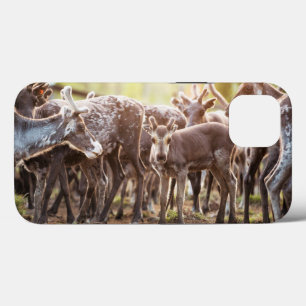 Cutest Baby Animals   Svalbard Reindeer iPhone 13 Case
