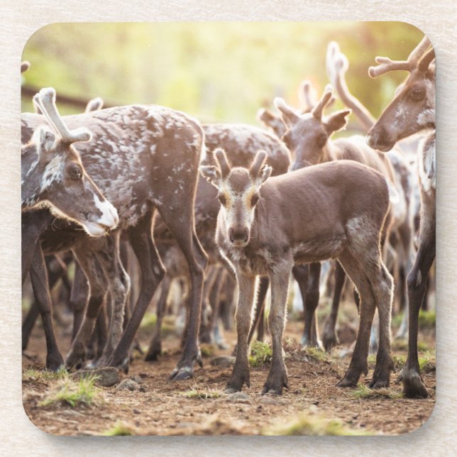 Cutest Baby Animals | Svalbard Reindeer Coaster (Front)
