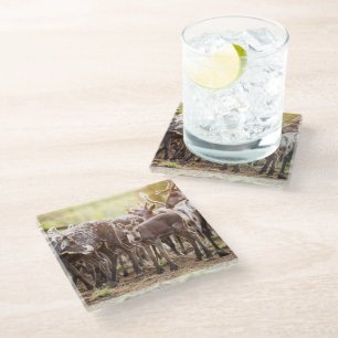 Cutest Baby Animals   Svalbard Reindeer Glass Coaster
