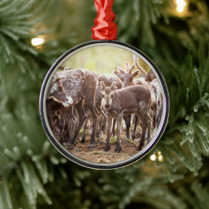 Cutest Baby Animals Svalbard Reindeer Metal Tree Decoration