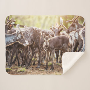 Cutest Baby Animals   Svalbard Reindeer Sherpa Blanket