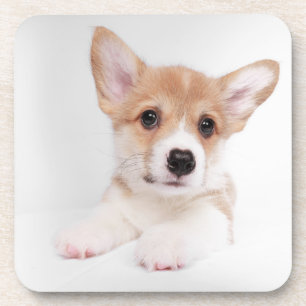 Cutest Baby Animals Sweet Baby Corgi Coaster