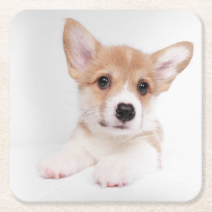 Cutest Baby Animals Sweet Baby Corgi Square Paper Coaster