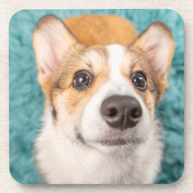 Cutest Baby Animals | Sweet Corgi Puppy Face Coaster (Front)