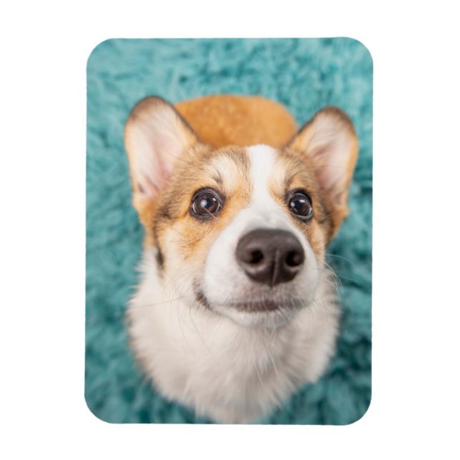 Cutest Baby Animals | Sweet Corgi Puppy Face Magnet (Vertical)