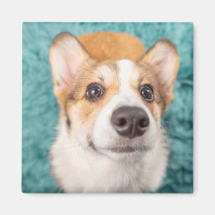 Cutest Baby Animals Sweet Corgi Puppy Face Magnet