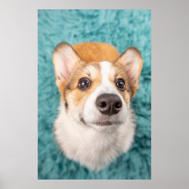 Cutest Baby Animals | Sweet Corgi Puppy Face Poster (Front)
