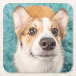 Cutest Baby Animals Sweet Corgi Puppy Face Square Paper Coaster