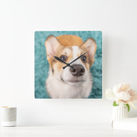 Cutest Baby Animals | Sweet Corgi Puppy Face