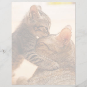 Cutest Baby Animals Tabby Kitten Kiss